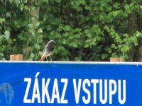 13.bezelstný narušitel.jpg
