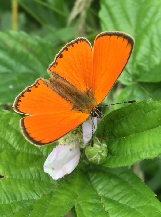  motyl