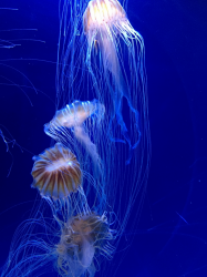 meduzy